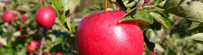 Fruit